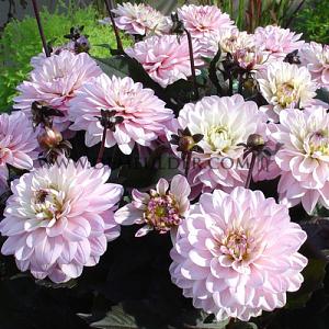 Dahlia Melody Harmony (x 35)