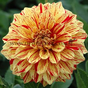 Dahlia Gloriosa (x 35)
