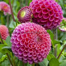 Dahlia Caitlin's Joy (x 35)