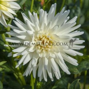 Dahlia Tutu (x 35)