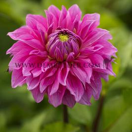 Dahlia Elma Elisabeth (x 35)