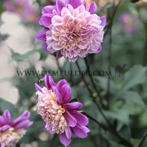 Dahlia Take Off (x 35)