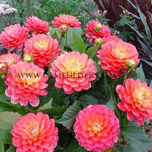 Dahlia Melody Allegro (x 35)