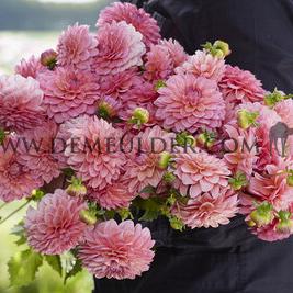 Dahlia Doris Duke (x 35)