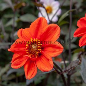 Dahlia Bishop Of Oxford (x 35)