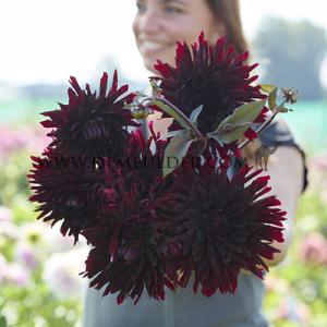 Dahlia Black Jack (x 35)