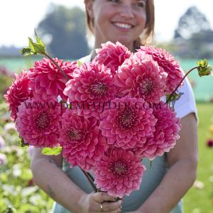Dahlia Askwith Minnie (x 35)