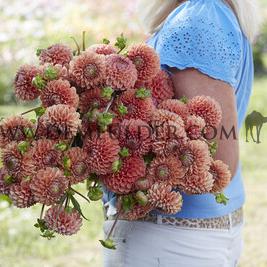 Dahlia Cornel Brons (x 35)