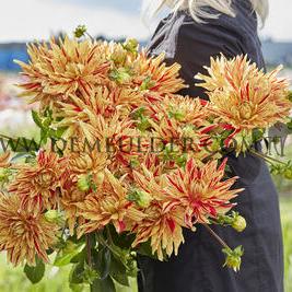 Dahlia Striped Vulcan (x 35)