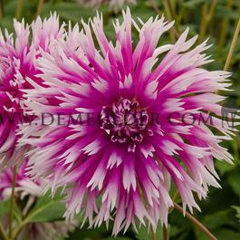 Dahlia Table Dancer (x 35)