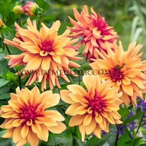 Dahlia French Cancan (x 35)