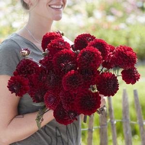 Dahlia Baccara (x 35)
