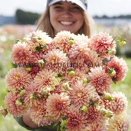 Dahlia Kick Off (x 35)