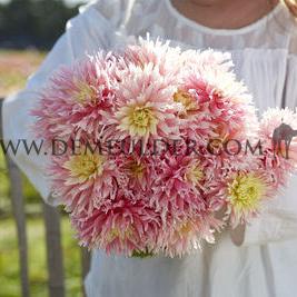 Dahlia Just Married (x 35)