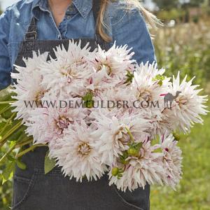 Dahlia Mick's Peppermint (x 35)