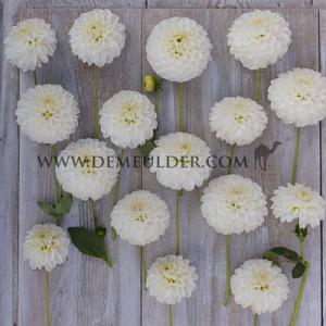 Dahlia Bazuin Snow White® (x 35)