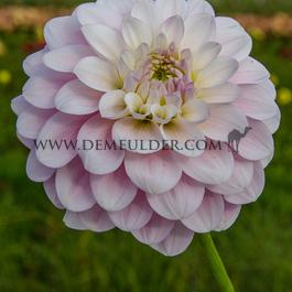 Dahlia Janick's Symphony (x 35)