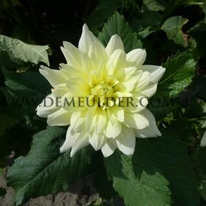 Dahlia Berliner Lemon (x 35)
