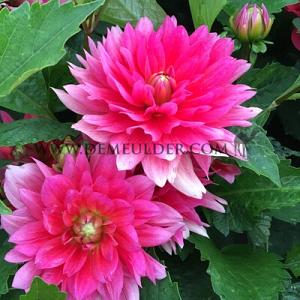 Dahlia Bluesette (x 35)