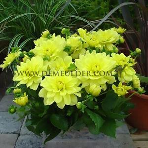 Dahlia Gallery Pinto (x 35)