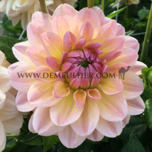 Dahlia Maya (x 35)
