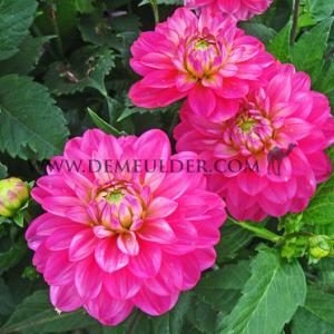 Dahlia Melody Allegro Rose (x 35)