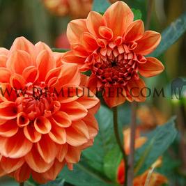 Dahlia Orange Nugget (x 35)