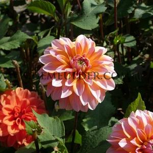Dahlia Peaches & Vanilla (x 35)