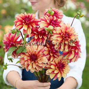 Dahlia Gitt's Crazy (x 35)