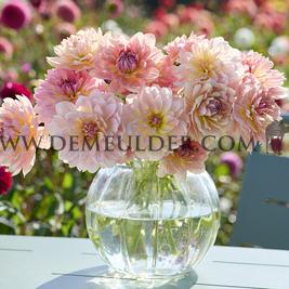 Dahlia Joel's Favorite (x 35)