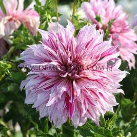 Dahlia Prince Vaillant (x 35)