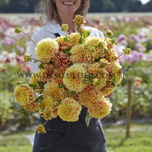 Dahlia Cape Town (x 35)