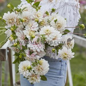 Dahlia Christo (x 35)