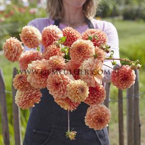 Dahlia Apricona (x 35)