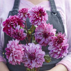Dahlia Cranberry Classic (x 35)