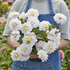 Dahlia Cayen (x 35)