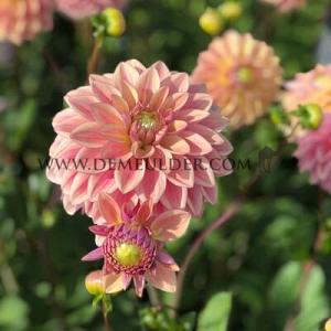 Dahlia Dusty Beauty (x 35)