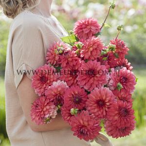 Dahlia Ellen Nauta (x 35)