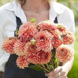 Dahlia Freeman (x 35)