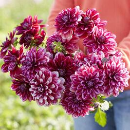 Dahlia Hemisphere (x 35)