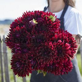 Dahlia Holly Hill Black Beauty (x 35)