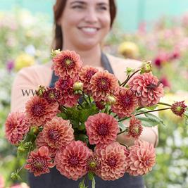 Dahlia Iced Tea (x 35)