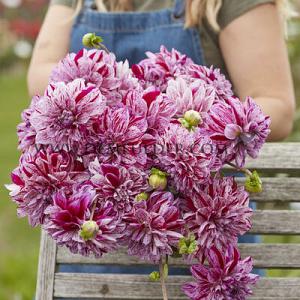 Dahlia Ida Mae (x 35)