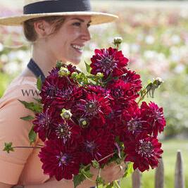 Dahlia King Arthur (x 35)
