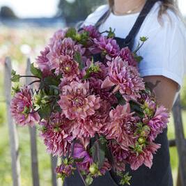 Dahlia La Belle Epoque (x 35)