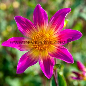 Dahlia Bright Eyes (x 35)