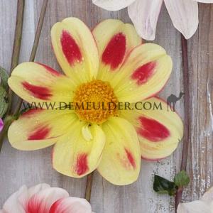 Dahlia Flaming Emperor (x 35)