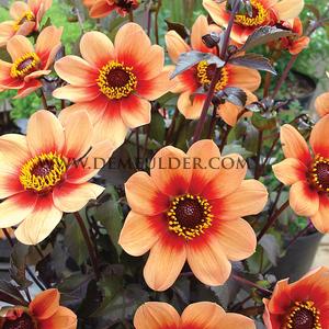 Dahlia HS Date (x 35)