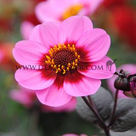 Dahlia HS Juliet (x 35)