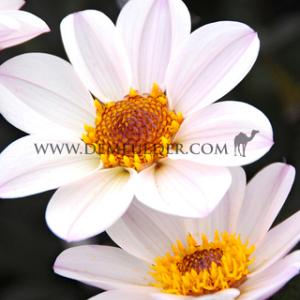 Dahlia HS Princess (x 35)